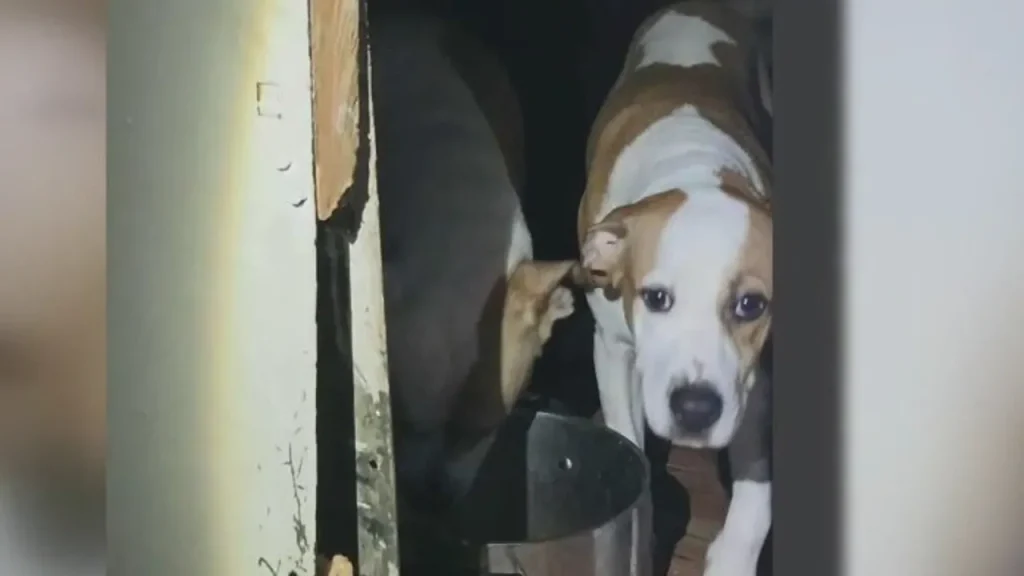 13 dogs rescued, in need of homes after owner was killed in crash