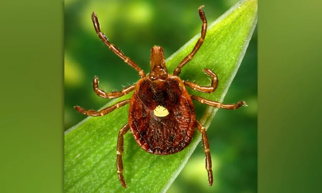 NJ man believed to be first person to die from meat allergy caused by tick bite