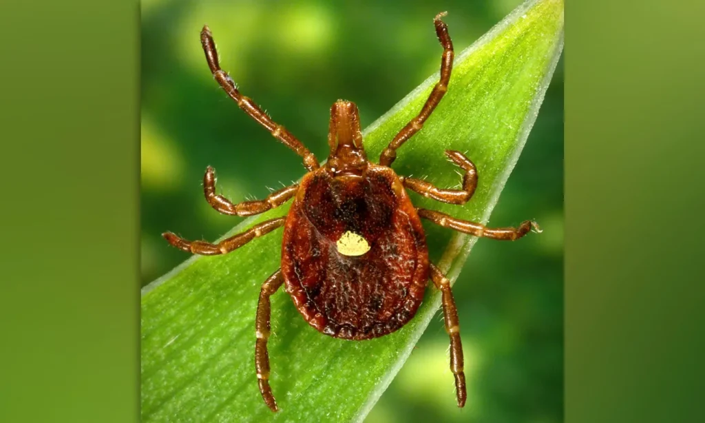 New Jersey man believed to be first person to die from meat allergy caused by tick bite