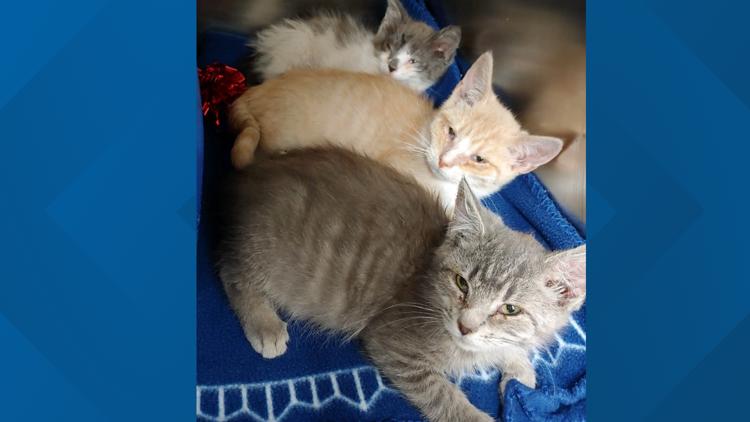 Allegany County SPCA investigating after 8 cats and kittens found in a taped box on the side of the road