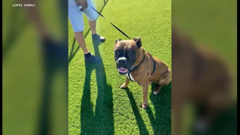 California woman’s dog killed after burglars ransack home, taking jewelry, mementos and money