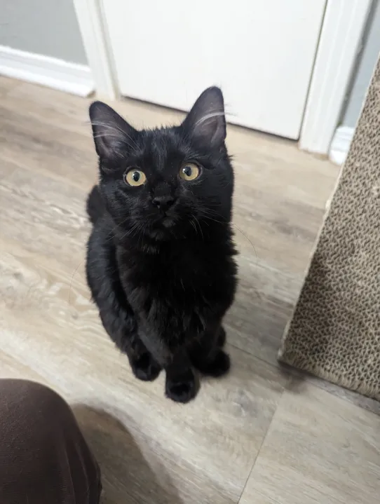 Cats found dead, poisoned in Weatherford, authorities say