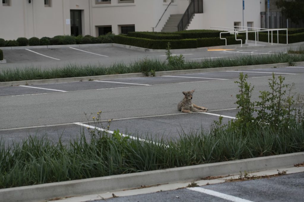 Coyote Attacks 3-Year-Old Near La Jolla’s UTC Mall as Police and Animal Control Swarm Area