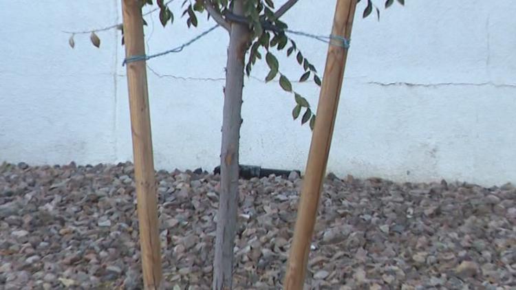 Chandler man shot at while chasing alleged car prowlers finds suspects’ gun near sidewalk the next day