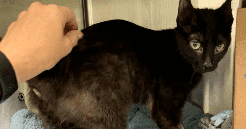 West Bend man arrested after 7 cats found in sealed container in dumpster; 1 survives