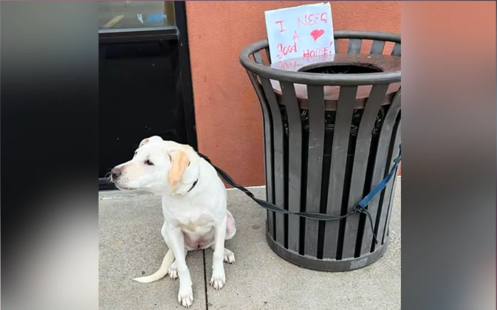 Dog Dumped by Trash With Owner’s Belongings and Heartbreaking Sign