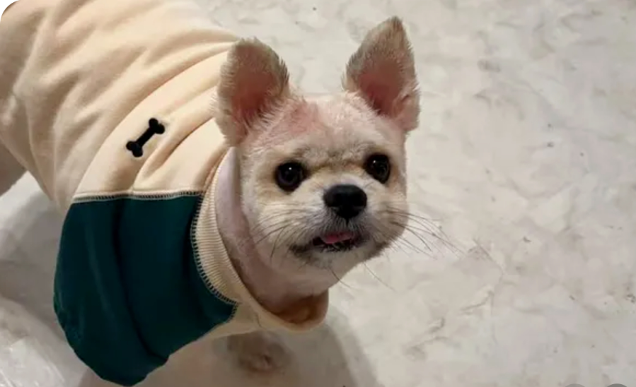 Dog that killed smaller dog in Fremont park broke free from owner’s control, police say