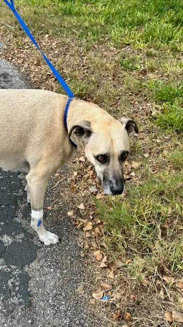 Crew rescues dog trapped in Clearwater house fire