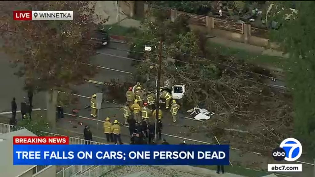 Person killed after large tree falls onto 2 cars in Winnetka