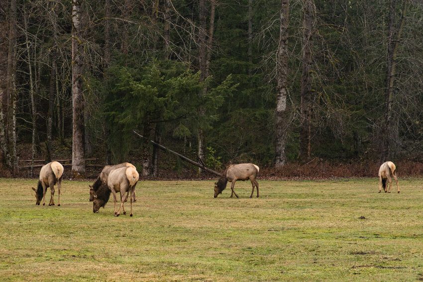 Grays Harbor County man sentenced to 36 months of community custody for elk ‘spree killing’