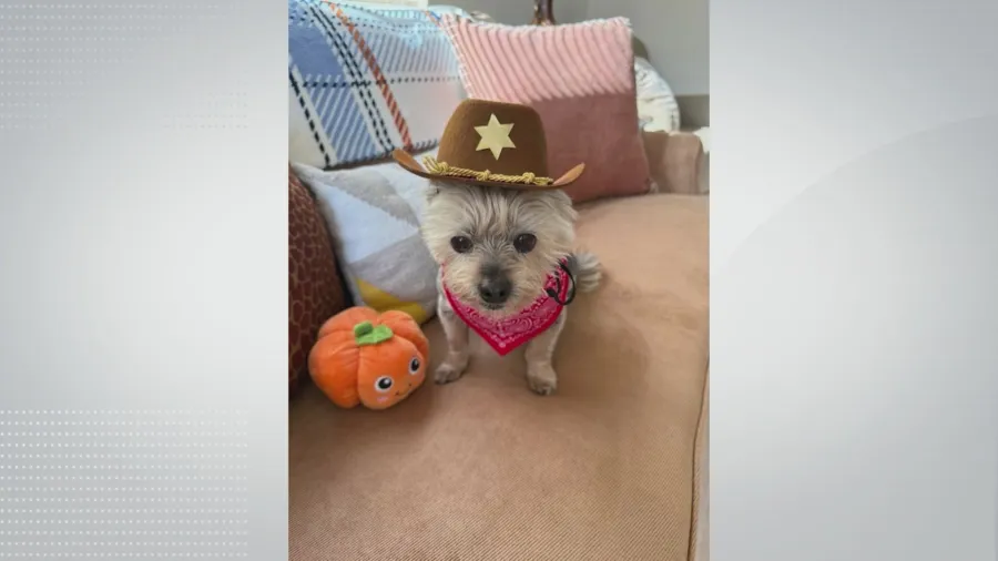 Totally in shock’: Antioch family seeks help after dogs kill beloved Yorkie