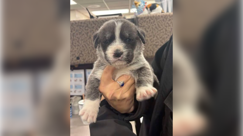 Man charged after being accused of throwing puppies out of car window on highway