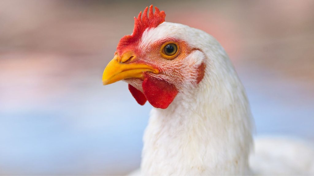 6 animals found dead in N.J. house where man hoarded more than 100 chickens, rabbits, dogs