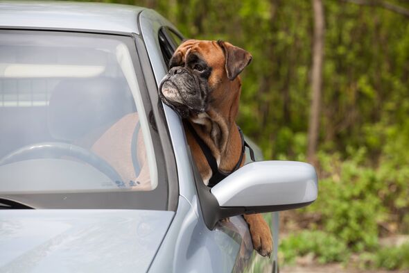 Man killed by own van after freak accident with pet Boxer