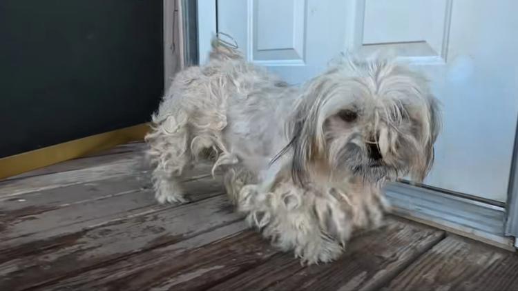 Some dogs found dead or clinging to life during rescue in Buckeye, officials day