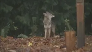 Coyote trapped, killed following ‘dangerous encounters’ at Seattle arboretum