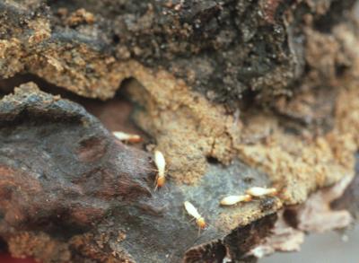 Termites ate an SC mayor’s house. A decade-long lawsuit now has millions of dollars at stake.