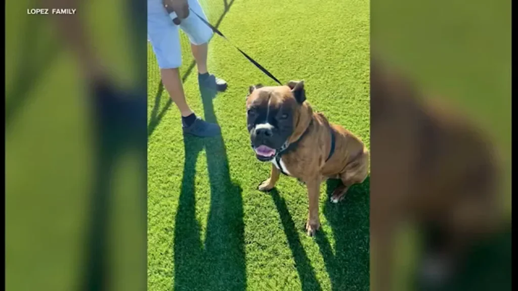 Covina woman’s dog killed after burglars ransack home, taking jewelry, mementos and money