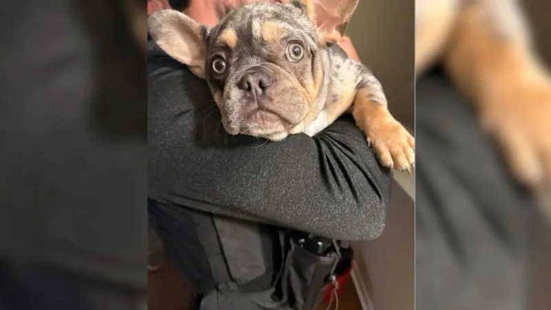 VIDEO: Deputies recover stolen puppy after Brandon store burglary