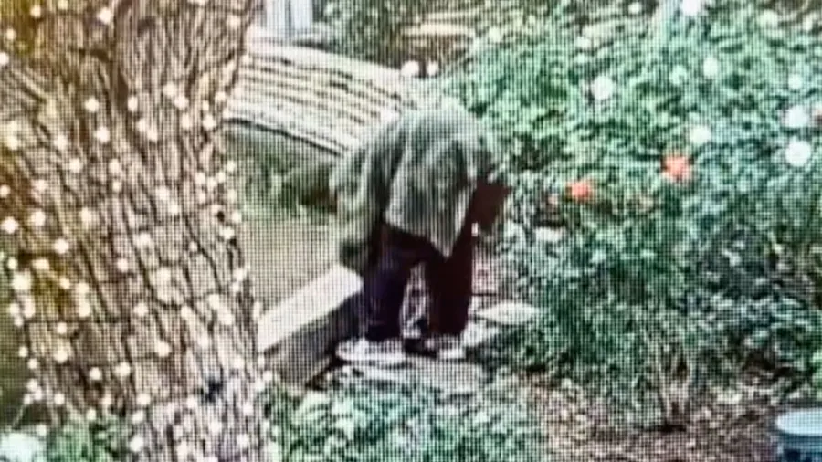 Man arrested in Santa Clarita for fatally slamming turtle to the ground