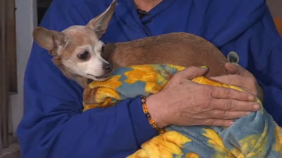 They took all our money and we still had no dog’: Lost pet scammer strikes in North Salt Lake