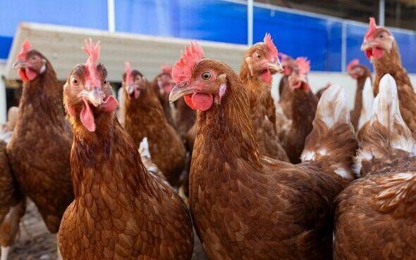 US confirms first human death from rare H5N5 bird flu strain
