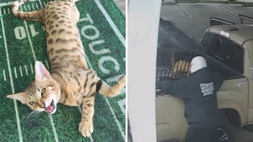 Shop cat, tools and thousands of dollars stolen during burglary of South LA barbershop