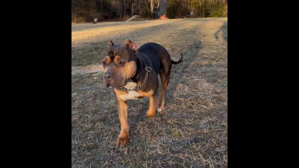 Family visiting North Carolina loses dog at store, leading to tragic end, cops say