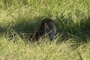 Mississippi mother kills escaped monkey fearing for children’s safety, 1 left on the lam