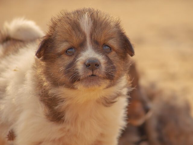 San Fran Dem Resigns After Horrifying Conditions Revealed in Pet Store She Ran