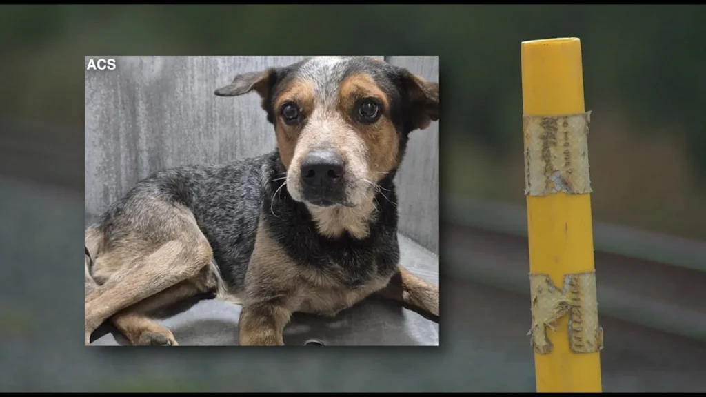 Friends ask public to help save dog after owner fatally struck by train