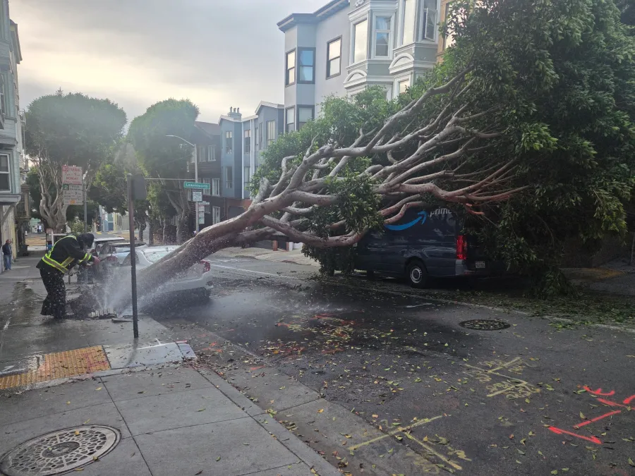 Massive fallen tree strikes Amazon delivery van in San Francisco