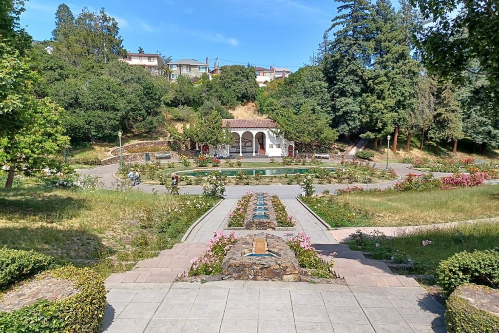 51 Rose Bushes Stolen from Oakland’s Historic Morcom Rose Garden, Community Rallies in Response