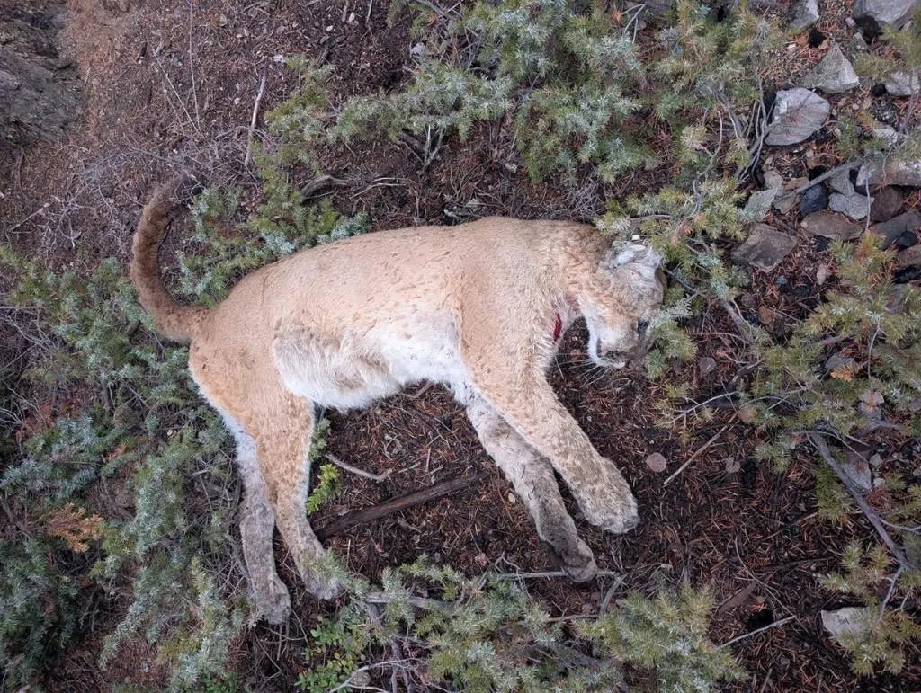 Mountain lion illegally poached, dumped in Colorado canyon