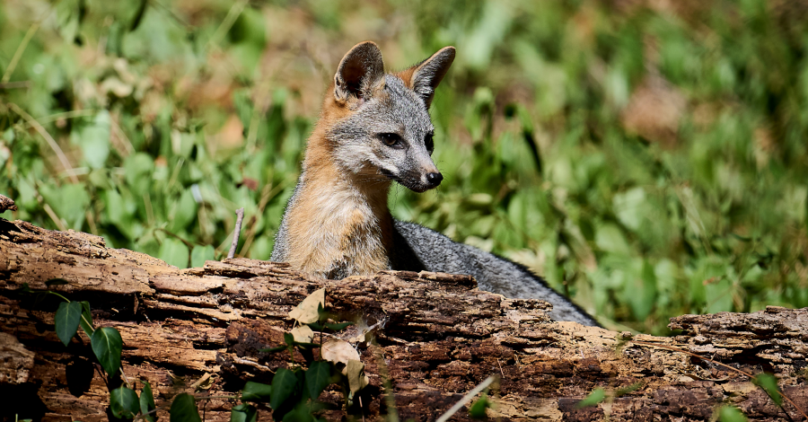 Gray fox killed in Scotts Valley, police searching for trapper