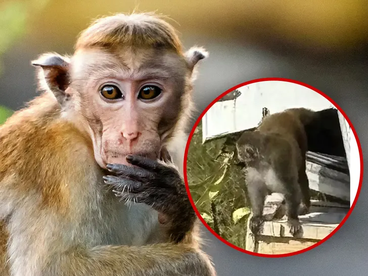 Escaped Monkey in Mississippi Killed By Frightened Mother
