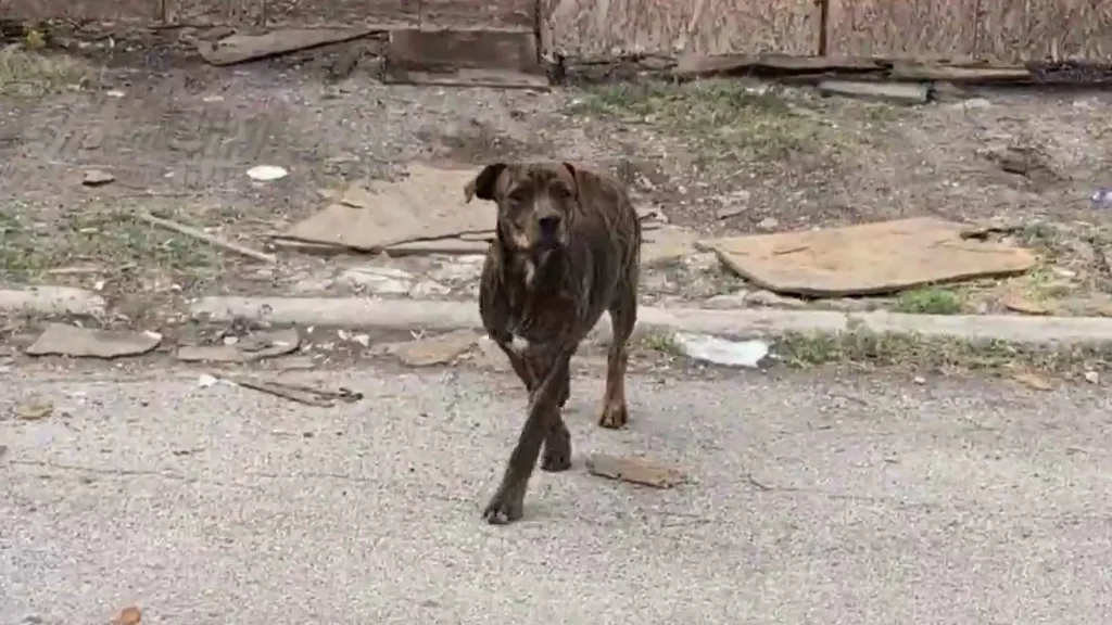 Residents want city action to address stray, dangerous dogs on West Side