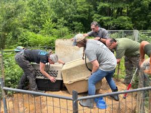 Patrick County woman charged after removal of dogs