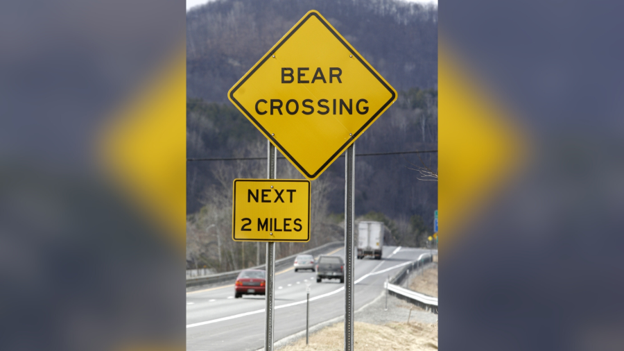 Elderly couple attacked by bear inside home near California-Nevada border