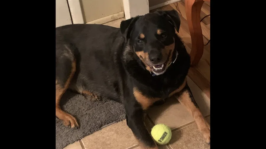 Couple mourns after attacker kills ‘hero’ dog