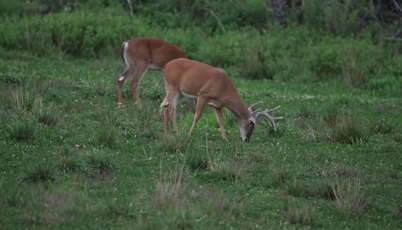 Deadly crash on I-35 near Guthrie highlights dangers of deer collisions