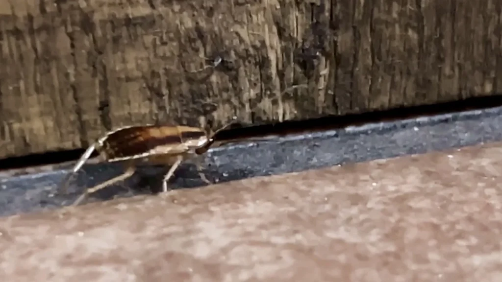 Live roach caught on KSAT cameras at NW Side restaurant ordered to shut down for infestation
