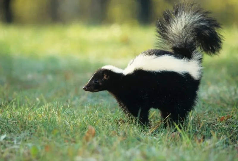 Yukon residents warned after two skunks test positive for rabies