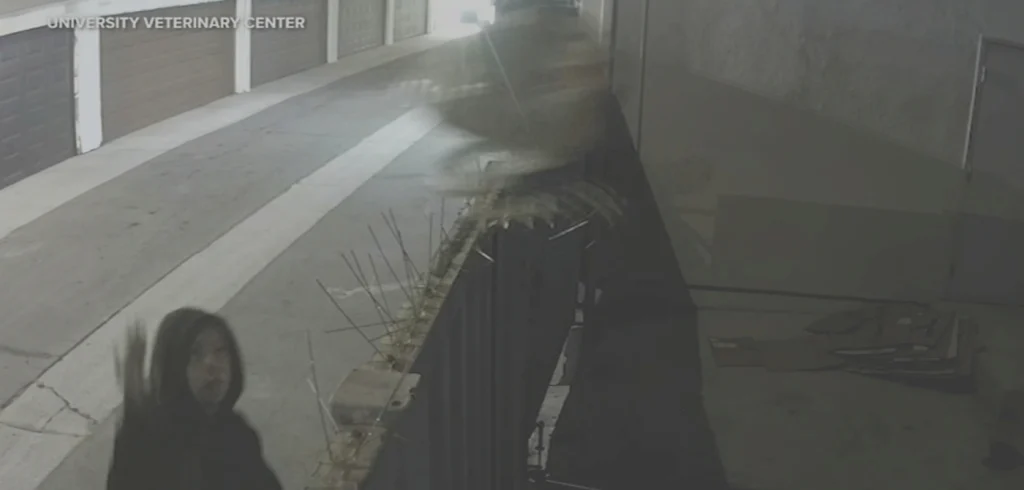 Abused dog thrown over Anaheim vet’s fence is in critical condition