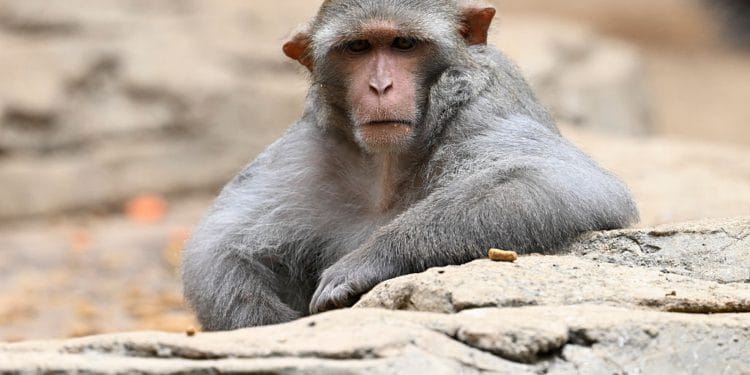 Mississippi Mom Shoots Escaped Research Monkey After Truck Crash