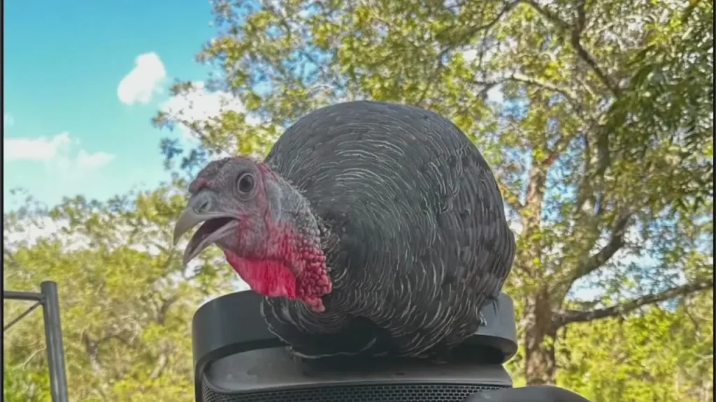 Austin family’s pet turkey vanishes days before Thanksgiving