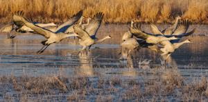 Gone south: Socorro County’s Festival of the Cranes canceled due to federal shutdown