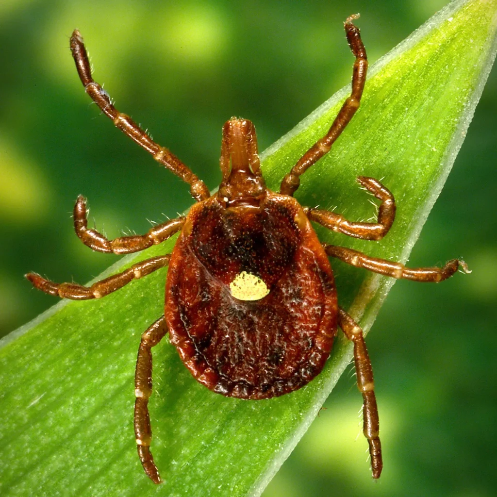 First death reported tied to meat allergy spread by tick bites