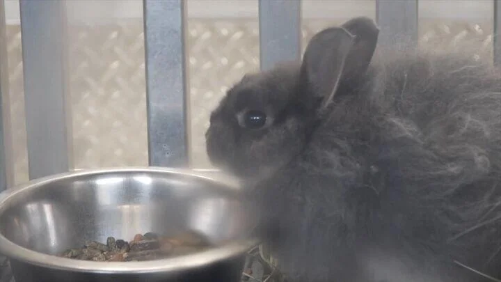 Rare rabbits, 60 chickens among the animals found living in horrendous conditions in N.J. home, police say