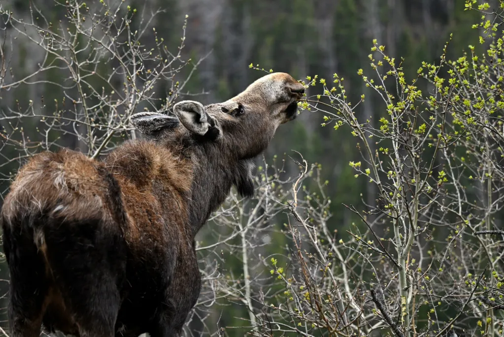 Moose attacks woman walking dog in Boulder County